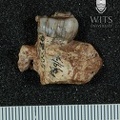 STW 36 Australopithecus africanus partial maxilla medial