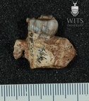STW 36 Australopithecus africanus partial maxilla medial