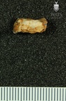 STW 378 Australopithecus africanus LRM1 1