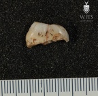 STW 37 Australopithecus africanus ULM3 mesial