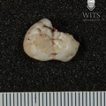 STW 37 Australopithecus africanus ULM3 occlusal