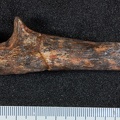 STW 380 Australopithecus africanus ULNR lateral