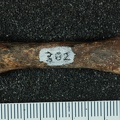 STW 382 Australopithecus africanus MC2L dorsal