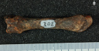 STW 382 Australopithecus africanus MC2L dorsal
