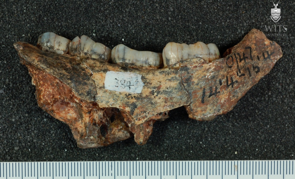 STW 384 Australopithecus africanus partial mandible medial