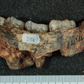STW 384 Australopithecus africanus partial mandible medial