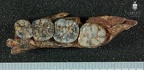 STW 384 Australopithecus africanus partial mandible superior