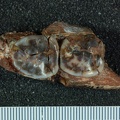 STW 385.386 Australopithecus africanus partial left mandible superior