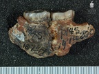 STW 385.386 Australopithecus africanus partial mandible medial