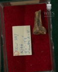 STW 387 Australopithecus africanus MT3L