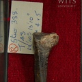 STW 388 Australopithecus africanus MT3R