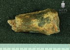 STW 389 Australopithecus africanus tibia 1