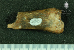 STW 389 Australopithecus africanus tibia 2