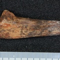 STW 390 Australopithecus africanus ULNR lateral