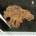 STW 391 Australopithecus africanus partial right maxilla inferior