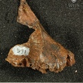 STW_391_Australopithecus_africanus_partial_right_maxilla_lateral.JPG