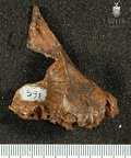 STW 391 Australopithecus africanus partial right maxilla lateral