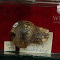 STW 392 Australopithecus africanus FEMR posterior