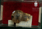 STW 392 Australopithecus africanus FEMR posterior