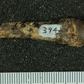 STW 394 Australopithecus africanus MC3L palmar