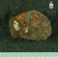 STW 396 Australopithecus africanus TIBR inferior
