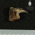 STW_397_Australopithecus_africanus_LRM3_buccal.JPG