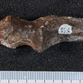 STW 398 Australopithecus africanus ULNL anterior