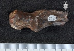 STW 398 Australopithecus africanus ULNL anterior