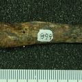 STW 398b Australopithecus africanus ULNL anterior