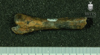 STW 398b Australopithecus africanus ULNL lateral