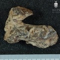 STW 39 Australopithecus africanus mandible superior