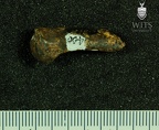 STW 400 Australopithecus africanus proximal hand phalanx