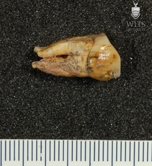 STW 401 Australopithecus africanus LRP3 buccal
