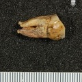 STW 401 Australopithecus africanus LRP3 buccal