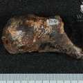 STW_403_Australopithecus_africanus_FEML_1.JPG