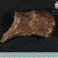 STW 403 Australopithecus africanus FEML 2