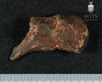 STW 403 Australopithecus africanus FEML 2