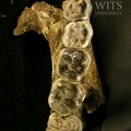 STW 404 Australopithecus africanus partial mandible superior 1