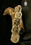 STW 404 Australopithecus africanus partial mandible superior 1