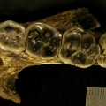 STW 404 Australopithecus africanus partial mandible superior 2
