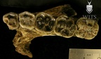 STW 404 Australopithecus africanus partial mandible superior 2