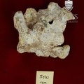 STW 40 Australopithecus africanus partial maxilla