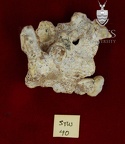 STW 40 Australopithecus africanus partial maxilla