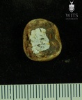 STW 412 Australopithecus africanus LRM2 apical