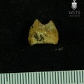 STW 413 Australopithecus africanus LLP4 distal