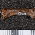 STW_418_Australopithecus_africanus_MC1L_lateral.JPG