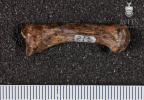 STW 418 Australopithecus africanus MC1L lateral