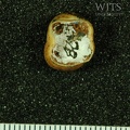 STW 428 Australopithecus africanus LLDM2 apical