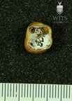 STW 428 Australopithecus africanus LLDM2 apical