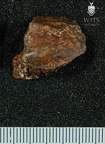 STW 431 Australopithecus africanus bone fragment 2